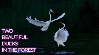 two beautiful ducks in the forest | beautiful nature |most beautiful rainforest |lovely ducks couple