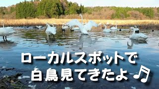 【長嶺大池の白鳥】「新潟県西山町」毎年11月頃～3月頃、最大で400羽を超える白鳥が飛来する。遊歩道を散策しながら静かに観察するのも良いですね♫（ローカルスポット）