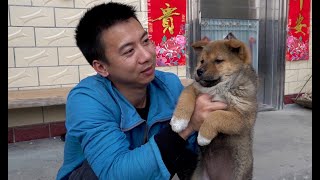 Huanong Brothers: Check if the honeysuckles have blossomed. And then we have a look at the puppies.