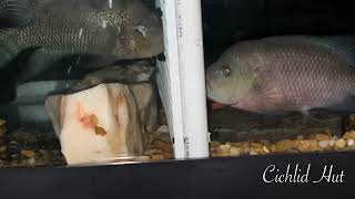 How To Spawn Cichlids Through A Divider Red Istlanum