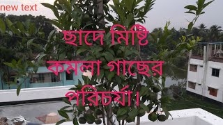 ছাদ বাগানে টবে মিষ্টি কমলা গাছের পরিচর্যা ও সার প্রয়োগ।