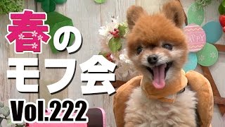 ビームのお散歩日記Vol.222：春のモフ会／ポメラニアン