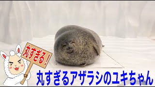 丸すぎる！アザラシのユキちゃん【海遊館】丸すぎるアザラシで有名です！(Ringedseal in kaiyukan)