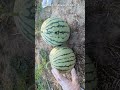 小玉スイカを収穫！let s harvest watermelon