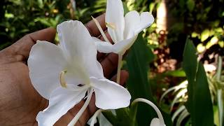 Kalyana saugandhikam plant(കല്ല്യാണ സൗഗന്ധികം)/Ginger lilly/Butterfly lilly