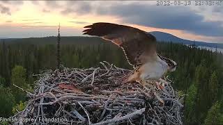 Muonio Osprey/Sääkset 19.8.2022_Ali lähtee ensilennolle / Ali fledges