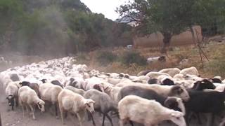 Greek islands Crete sheeps