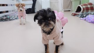 ピンクの服がかぶりました　🐶ひみつきちなう！①🐶  2024年1月25日