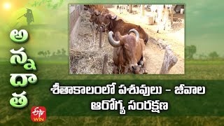 శీతాకాలంలో పశువులు జీవాల ఆరోగ్య సంరక్షణ | winter care of livestock | ETV Telugu