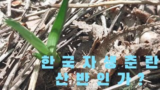 #한국춘란 산행에서#서반단엽 유묘와#산반을 봅니다#난초랑