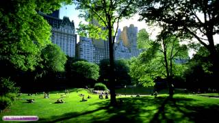 Relaxing Nature Sounds | Birds Singing In Central Park | Sounds For Sleeping \u0026 Relaxing