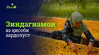 Чӣ тавр зардолупарвариро ба \