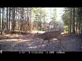 deer coyotes fall raccoon maine wildlife trail video week ending 10.29.22 trail cam