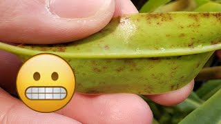 😰 Strange red or brown spot on Nepenthes leaves 🏥 (Sunburn? Pest, Fungus or Bacteria?)