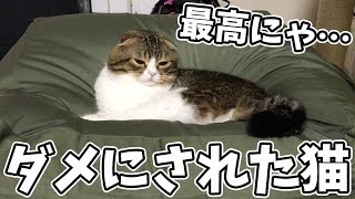 猫をダメにするクッション【スコティッシュフォールド】【Scottish Fold】