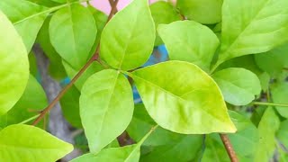 Bael tree (বাড়ির ছাদে) 🌿 Aegle marmelos, commonly known as bael (or bili or bhel)