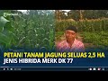 Melihat Kebun Jagung di Muratara Seluas 2,5 Hektare Pakai Benih Hibrida Bantuan dari Dinas Pertanian