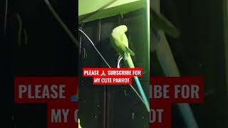 MY ADORABLE CUTE PARROT  #টিয়া #পাখি #beautiful #best #bts #girl #love #pakistan #parrot #youtube