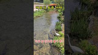 잉어와 메기 앞에 선 백로의 최종 선택은? #청계천