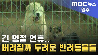 2023. 9. 27 [원주MBC] 긴 명절 연휴.. 버려질까 두려운 반려동물들