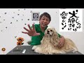 【犬のしつけ】お手入れをさせてくれない！ブラッシングができない！場合はどうするの？