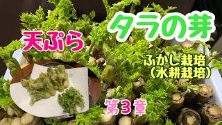 【天ぷら】タラの芽　ふかし栽培　水耕栽培　2023年　第3章　タラの芽の天ぷらを揚げました