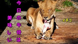 「今日の牛骨は美味しい」byイチゴ　Lion (ライオン)　多摩動物公園