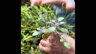 薬草🌿キランソウを発見する