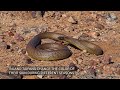 Inland taipan (Fierce snake) - the most venomous snake in the world!