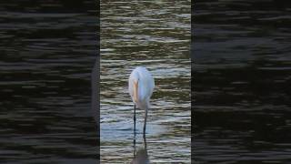 ピチピチの魚を咥えるダイサギ