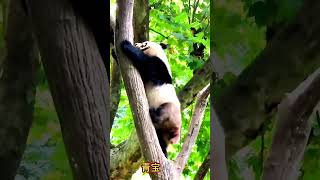 我真特么服了👍👀，身手敏捷的青宝爬树打包这块无熊能及🐼|Baby panda climbing a tree。 #熊猫青宝 #panda #熊猫宝宝 #babypanda