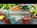 Hibiskus - Kineska ruža nega + presadjivanje + razmnožavanja!