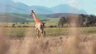 An African Giraffe taking a walk