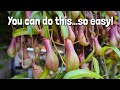 How to propagate Carnivorous Pitcher Plants in a terrarium