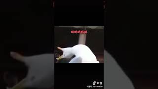 直男vs绿茶