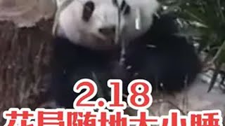 2025.2.18 花局又随地大小睡哈哈哈eess们看完记得帮宝宝保密哟😁大熊猫和花 熊猫花花 捕获一只熊猫花花 大熊猫 萌到爆炸了💥