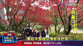 絕美紫葉槭染紅太平山 火紅如畫遊客搶拍