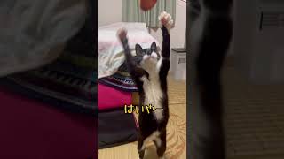 飼い猫かず君どら焼きと遊ぶ。#猫#short