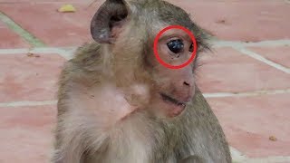 One million pity baby monkey broken his eye and arm