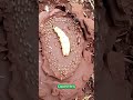 giant queen termite laying eggs by the thousands insects nature sgk english