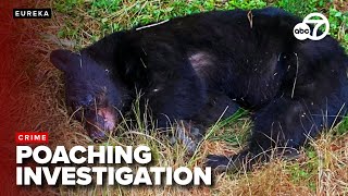 Investigation launched into mother bear and cub shot and killed in Eureka
