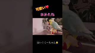 お喋りインコの問題発言🐥関西弁のくーちゃん🐥切り抜き