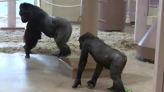 シャバーニと息子キヨマサ 25  Dad Shabani \u0026 son Kiyomasa