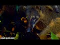 Amazon Animals In 8K ULTRA HD  Wild Animals of Rainforest