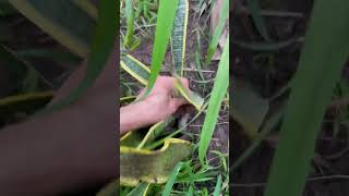 Otter Tipo Complained About Bullying In The Mangrove Forest