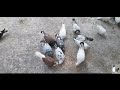 কবুতর কি খাওয়ালে তারাতাড়ি ডিম দেয়।pigeon quickly lays eggs on what to feed