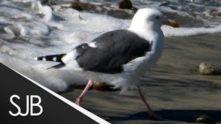 Running Seagull