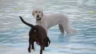 Ruby Ivy Pooch Plunge (1)