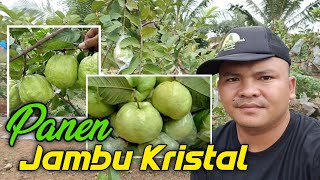 PANEN JAMBU KERISTAL USIA 1 TAHUN