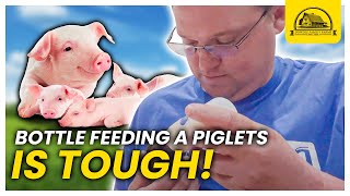 Bottle Feeding Piglets is Tough: Here's How We Do It